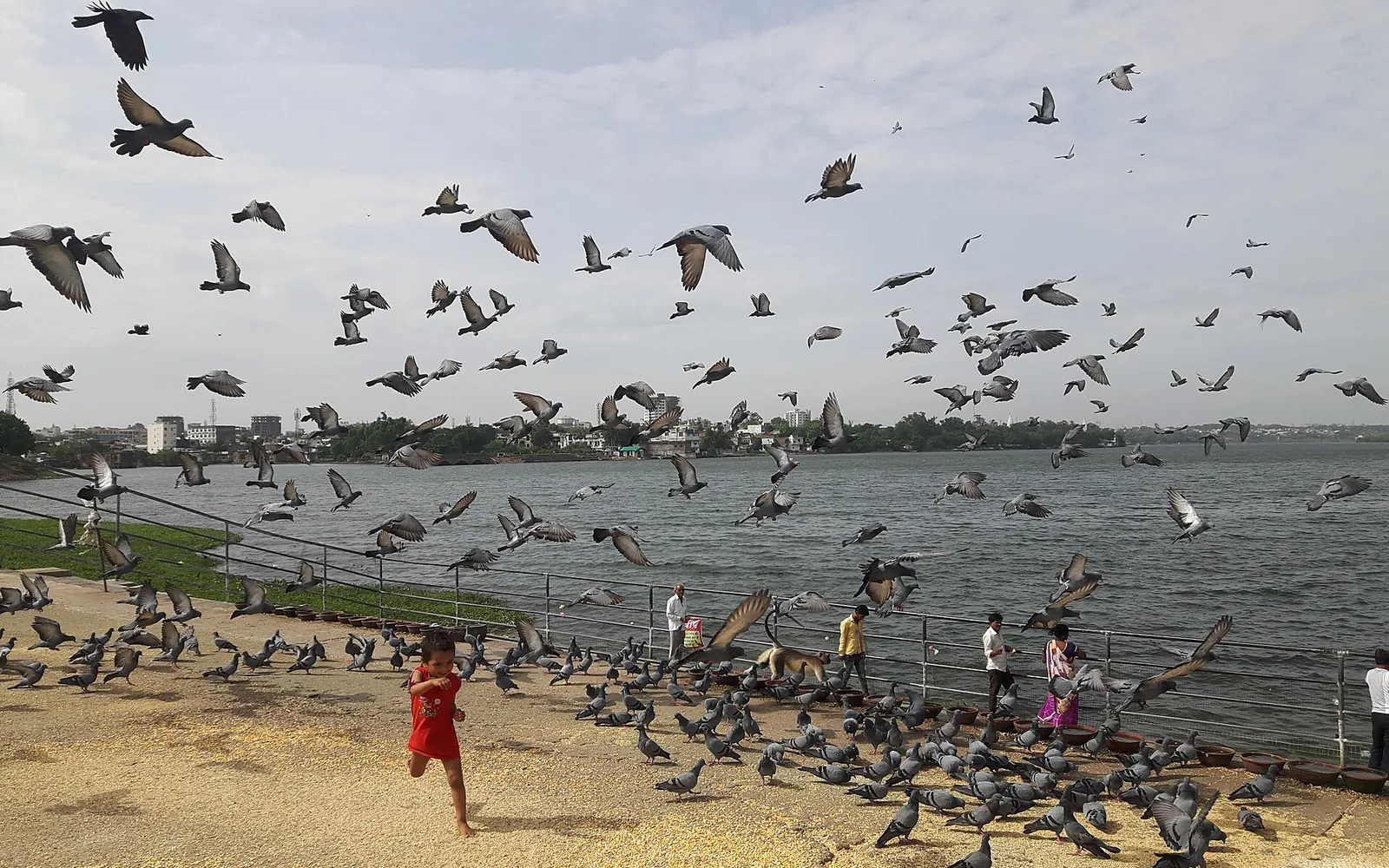 The Chambal riverbank near Kota Barrage under a cloudy sky, with birds in flight