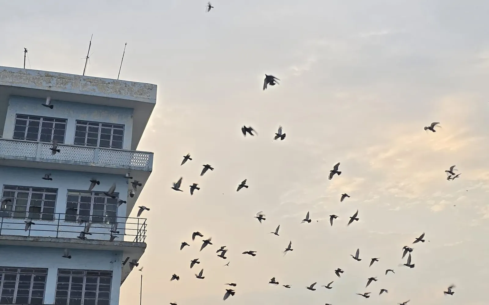 Kota Barrage control building with birds flying over the Chambal